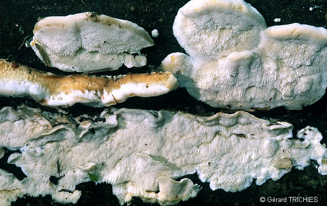 Poliporacea